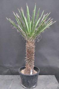 Amazon | 【種子】Yucca Filifera◇ユッカ・フィリフェラ◎メキシコの